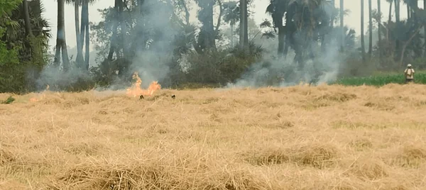 The Perpetual Pyre: Why India’s Agri-Biomass Crisis is No Longer a Seasonal Visitor - Graphic Illustration 1