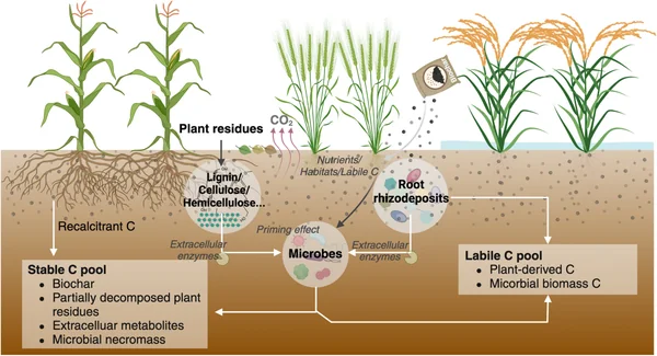 The Biochar Blind Spot: Saving the Climate, Losing the Soil - Graphic Illustration 2