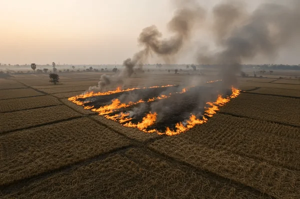Read more about: The Perpetual Pyre: Why India’s Agri-Biomass Crisis is No Longer a Seasonal Visitor