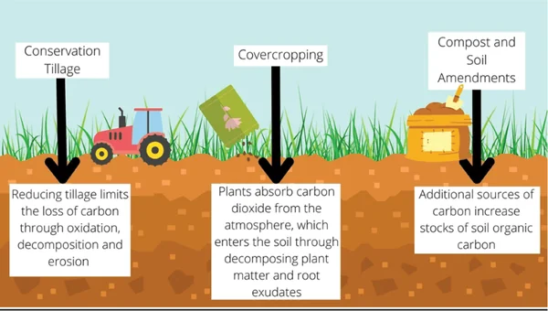 The Terrestrial Vault: Why Soil Carbon is the Ultimate Climate Lever - Graphic Illustration 1